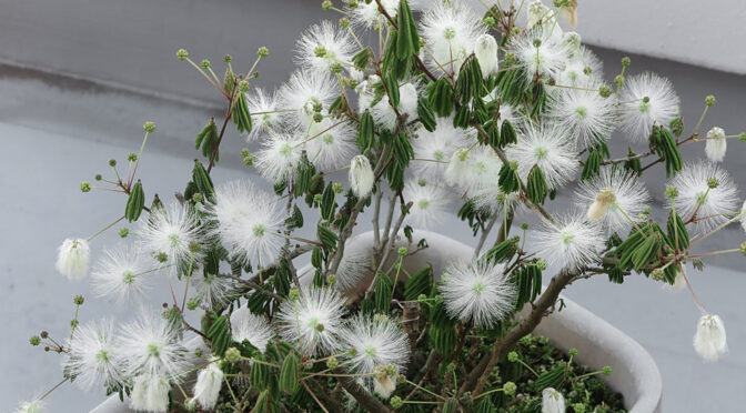 白ネムの花