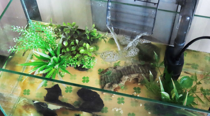 室内の45cmメダカ水槽 2025