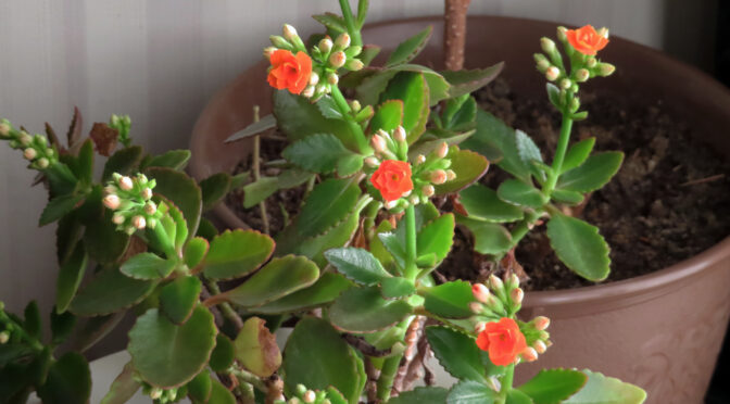 カランコエの花が咲き始める